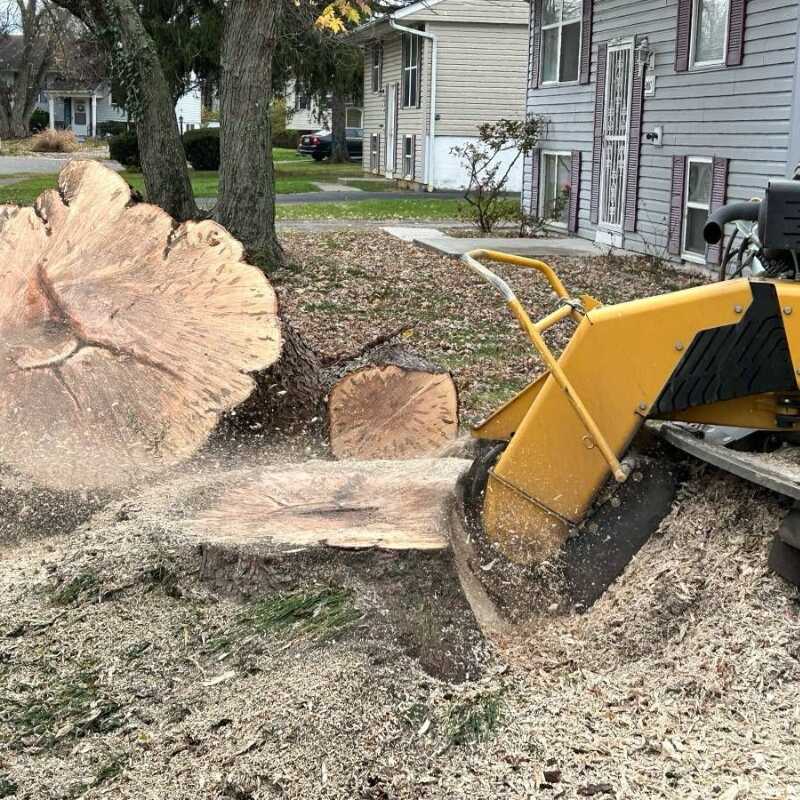 Stump Grinding and Removal Service in Columbus OH - Ortiz Tree Services LLC (2)
