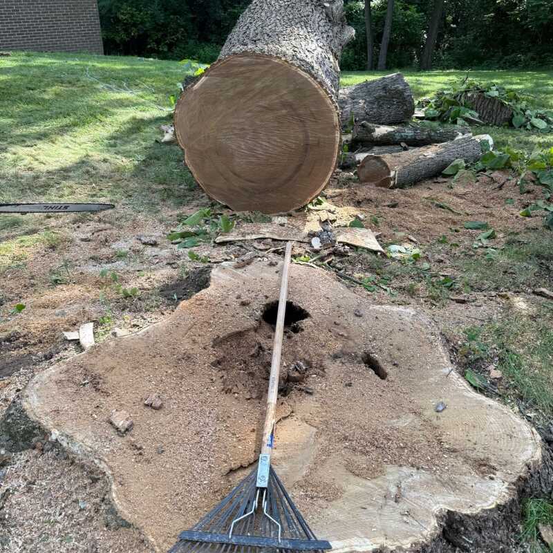 Stump Grinding and Removal Service in Columbus OH - Ortiz Tree Services LLC (3)